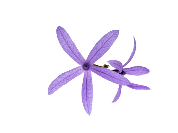 Fioletowy kwiat wieniec. — Zdjęcie stockowe