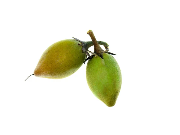 Bullet wood plant — Stock Photo, Image