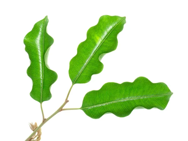 Planta de madeira de bala — Fotografia de Stock