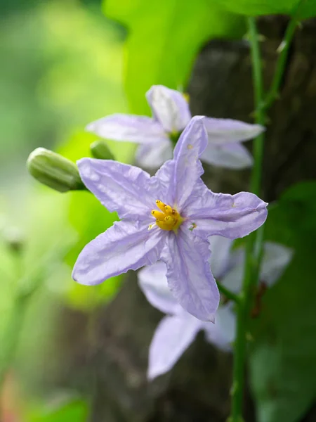 Brinjal çiçek yakın çekim — Stok fotoğraf