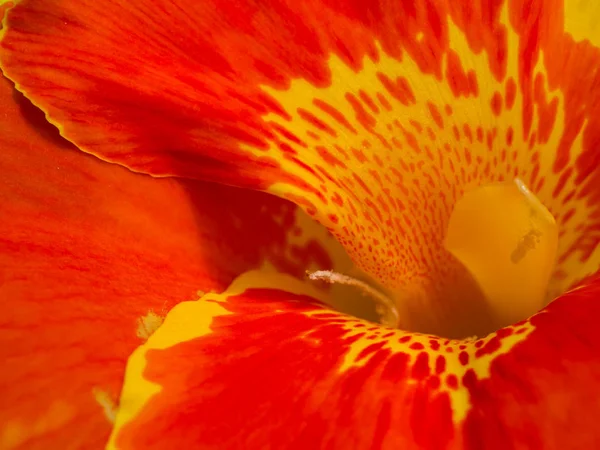 Close up da Índia Flor curta . — Fotografia de Stock