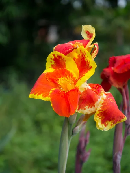 Nahaufnahme einer kurzen Blume aus Indien. — Stockfoto