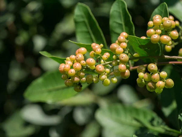 Close up of Brazilian Pepper-tree fruit. — Stock Photo, Image