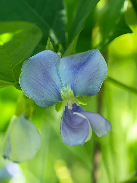 날개 콩 꽃의 클로즈업. — 스톡 사진