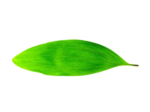 Ohrenblättrige Akazie, Ohrenschmalz-Blätter. — Stockfoto