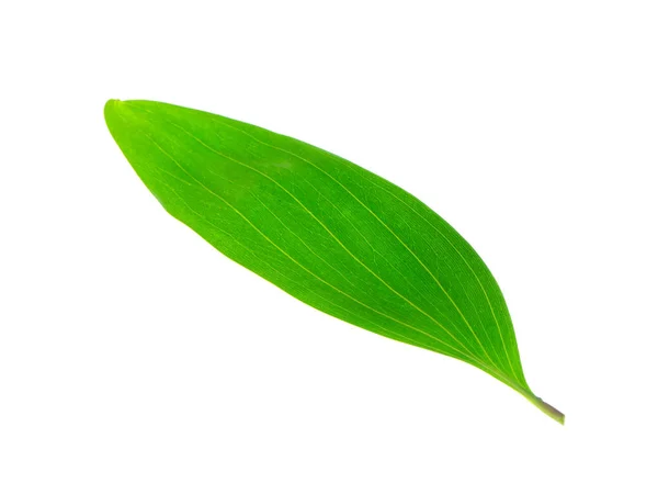 Ohrenblättrige Akazie, Ohrenschmalz-Blätter. — Stockfoto
