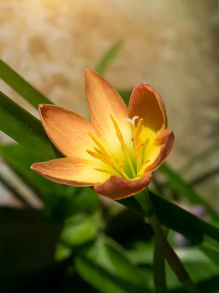 Bella pioggia giglio fiore — Foto Stock