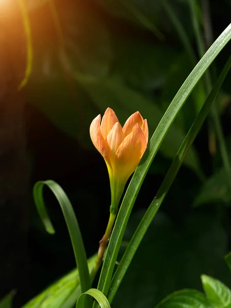 Mooie regen lily bloem — Stockfoto