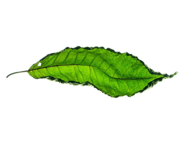 Mitragyna speciosa φύλλα. — Φωτογραφία Αρχείου