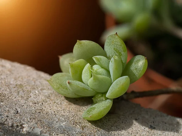 Close up of cactus plant. — Stock Photo, Image