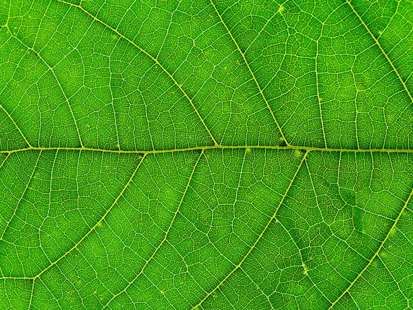 Blätter von mitragyna speciosa. — Stockfoto