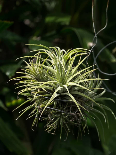 Tillandsia powietrza roślina. — Zdjęcie stockowe