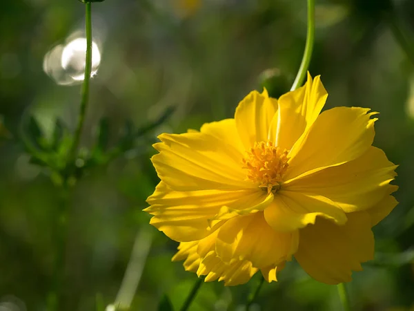 Yellow cosmos flower. — Stock Photo, Image