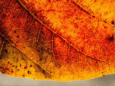 Yaprak duvar kağıdı kapatın.