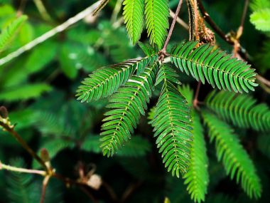 Duyarlı bitki arka plan.