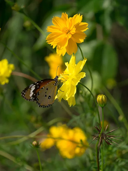 Gele kosmos bloem. — Stockfoto