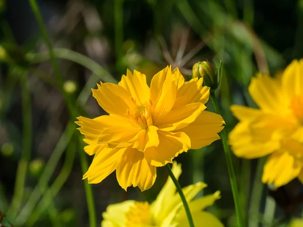 Fleur jaune Cosmos . — Photo