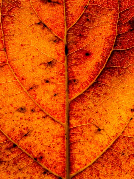Detailní záběr leaf Tapeta. — Stock fotografie