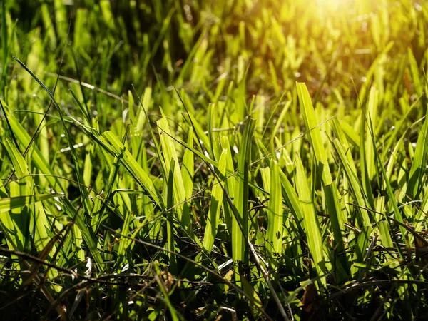 Regeneruje trawy w ogrodzie. — Zdjęcie stockowe