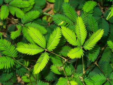 Duyarlı bitki arka plan.