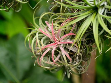 tillandsia hava bitki.