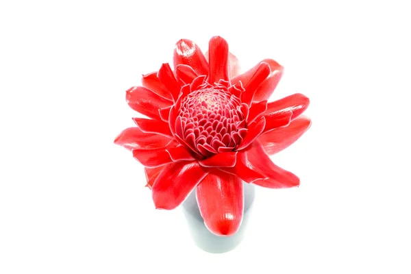 Vermelho Etlingera flor elatior — Fotografia de Stock