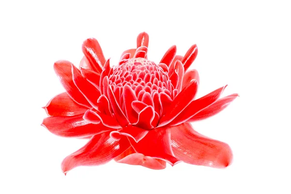 Красный цветок Этлингера — стоковое фото