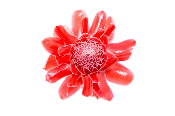 Czerwony kwiat Etlingera elatior — Zdjęcie stockowe