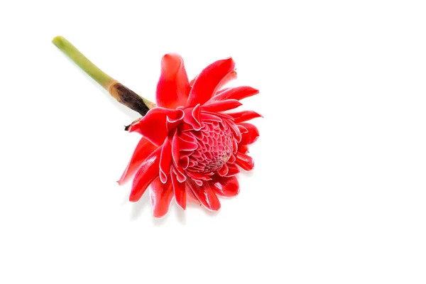 Rosso Etlingera fiore elatior — Foto Stock