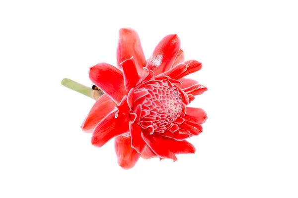 Κόκκινο λουλούδι elatior Etlingera — Φωτογραφία Αρχείου