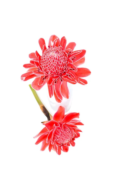 Červený květ vyšší Etlingera — Stock fotografie