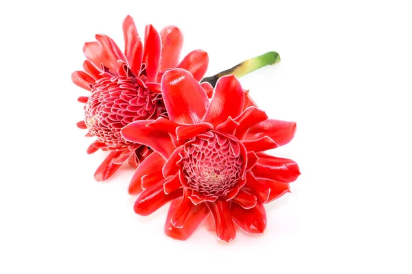 Rode curcuma elatior bloem — Stockfoto