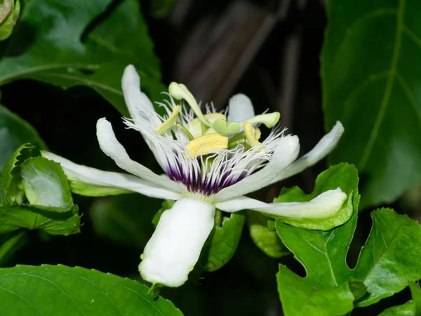 Květ mučenky. — Stock fotografie