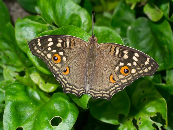 Mariposa marrón sobre hierba de flor . — Foto de Stock