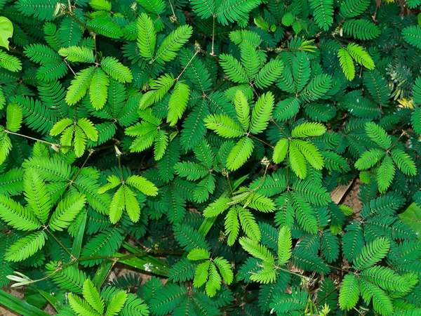 敏感植物背景. — 图库照片