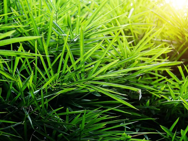 Groene bamboe bladeren met licht. — Stockfoto