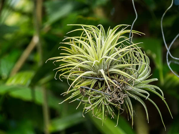 Tanaman udara Ttillandsia . — Stok Foto