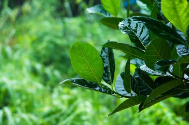 Yağmur gününde yeşil yapraklar.