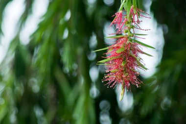 Şişe fırça ağaç ağlayan