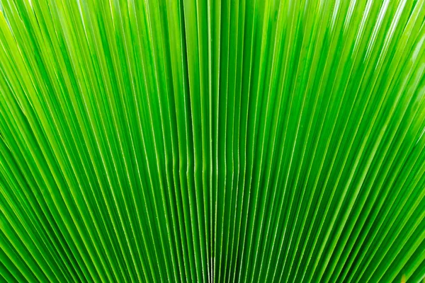 Zelené palmové listy pozadí. — Stock fotografie
