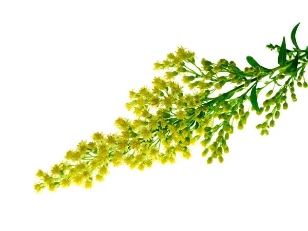 Solidago canadensis flower — Stock Photo, Image