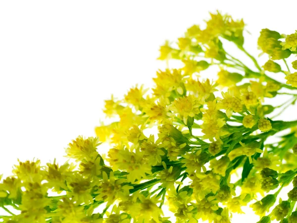 Solidago canadensis flor —  Fotos de Stock
