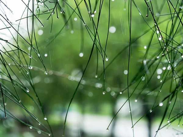 Folha de pinheiro com gota de água . — Fotografia de Stock