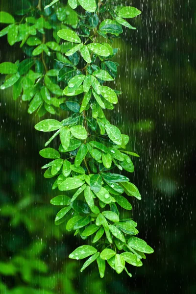 Yağmur mevsiminde yeşil yaprakları. — Stok fotoğraf