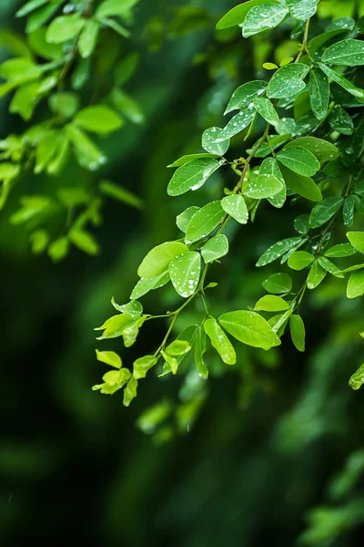 Gröna blad i regnperioden. — Stockfoto