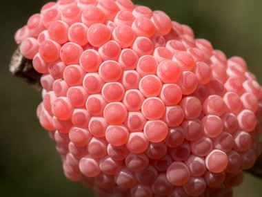 Elma salyangozu yumurta yakın çekim.