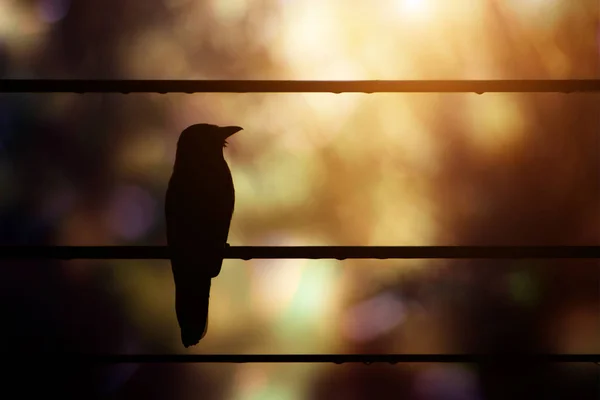 Black silhouette birds on the power cable. — Stock Photo, Image