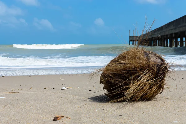 Old coconut on the beach. — Stock Photo, Image