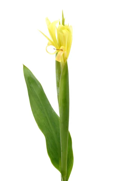 Indian shot flower. — Stock Photo, Image