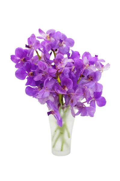 Flor de orquídea púrpura. — Foto de Stock